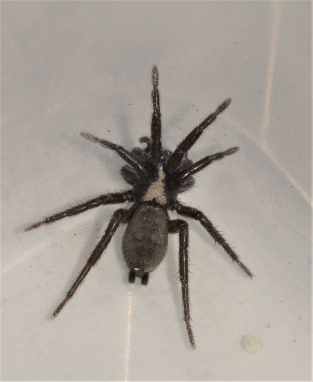 fam.  Gnaphosidae - Grosseto